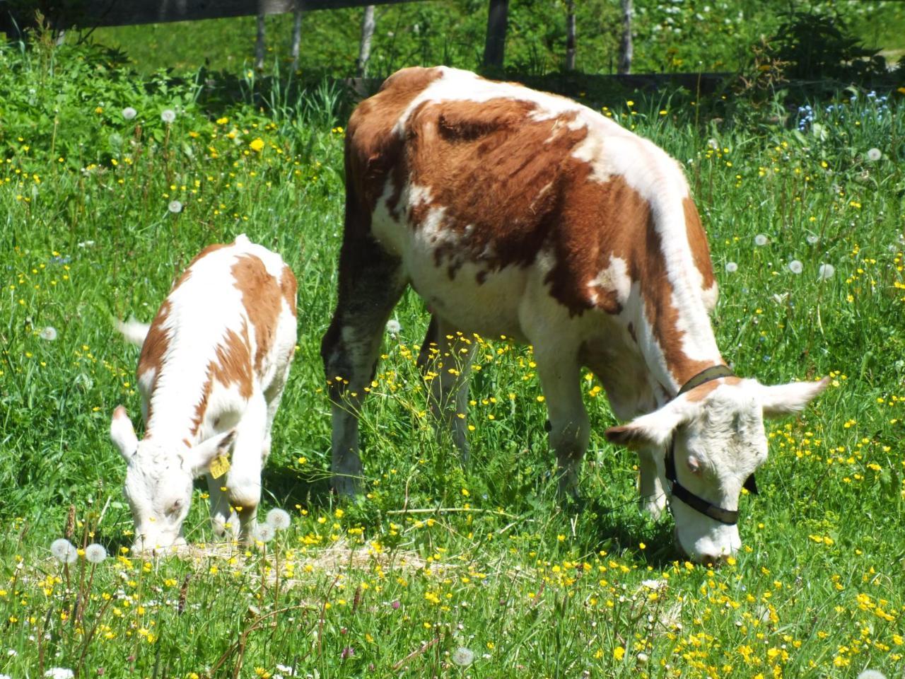 Ferienhaus Untergladner Schladming Bagian luar foto